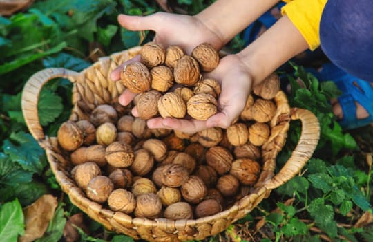 A child harvests nuts in the garden. Selective focus. Food.