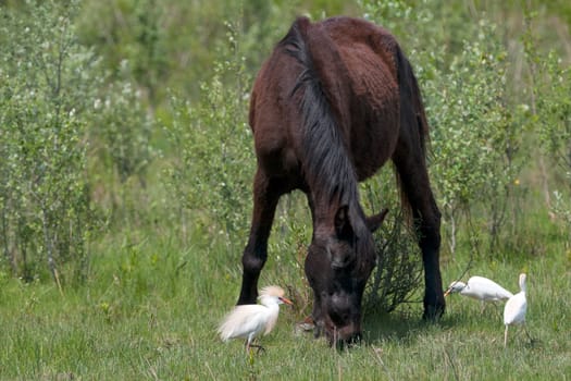 A black wild horse on green grass background