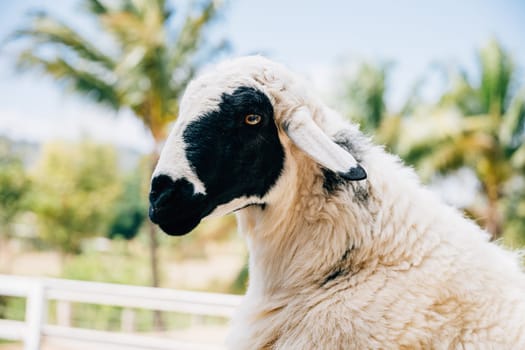 A sheep a symbol of livestock stands in an English pasture. The sheep's portrait against the blue sky showcases the peaceful essence of farm animals in nature.