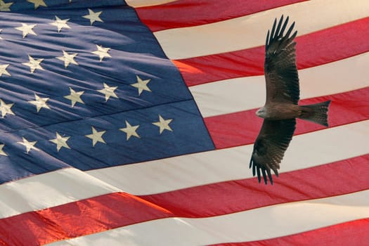 Eagle while flying on star and stripes american US flag