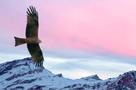  Eagle flying on pink sunset mountain background in winter time