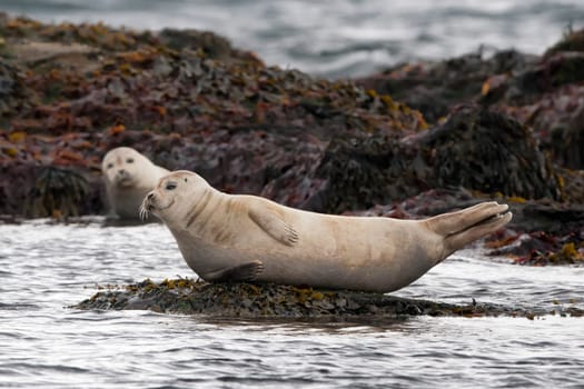 A seal in Iceland while relaxing on a rock and looking at you