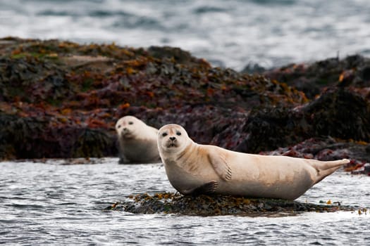 A seal in Iceland while relaxing on a rock and looking at you