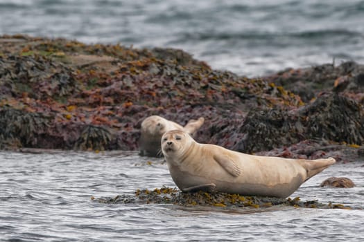 A seal in Iceland while relaxing on a rock and looking at you