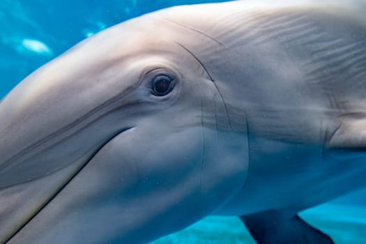 A dolphin close up portrait underwater while looking at you