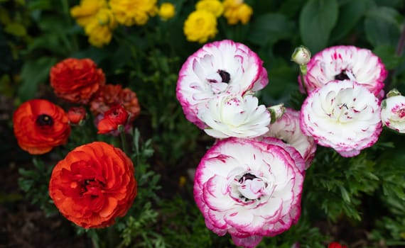 Multi Colored Rimmed Persian Buttercup Flower Or Ranunculus Asiaticus Outdoors In Garden Or Plant Nursery. Red, Yellow, White And Purple Flowers, Botany, Floriculture. Horizontal Plane High quality photo.