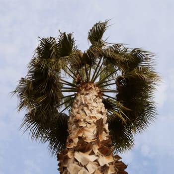 Washingtonia palm against a cloudy sky, bottom view.