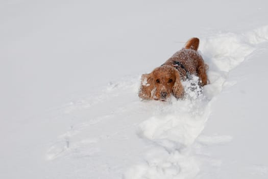 Young cocker spaniel dog looking at you while playing on the snow