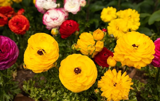 Multi Colorful Ranunculus Asiaticus or Rimmed Persian Buttercup Flower Outdoors In Garden Or Plant Nursery. Red, Yellow, White And Purple Flowers, Botany, Floriculture. Horizontal Plane.