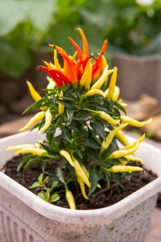 Growing pepper in a pot in the yard of a country house. Gardening and country life