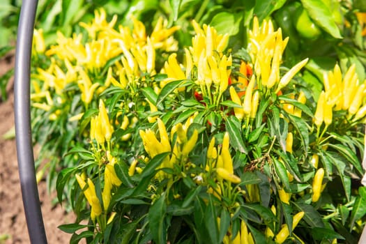 Growing pepper in a pot in the yard of a country house. Gardening and country life