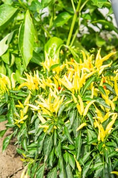 Growing pepper in a pot in the yard of a country house. Gardening and country life