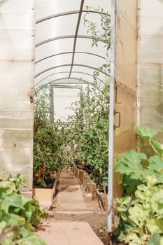 Large greenhouses for growing homemade vegetables. The concept of gardening and life in the country