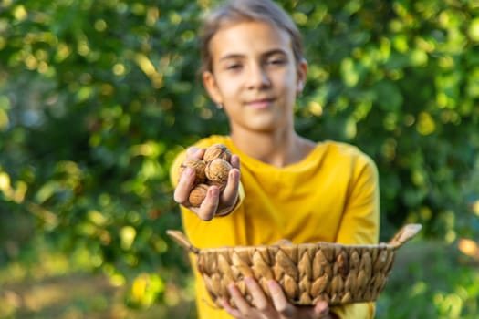 A child harvests nuts in the garden. Selective focus. Food.