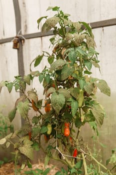 Tomatoes are hanging on a branch in the greenhouse. The concept of gardening and life in the country. A large greenhouse for growing homemade tomatoes