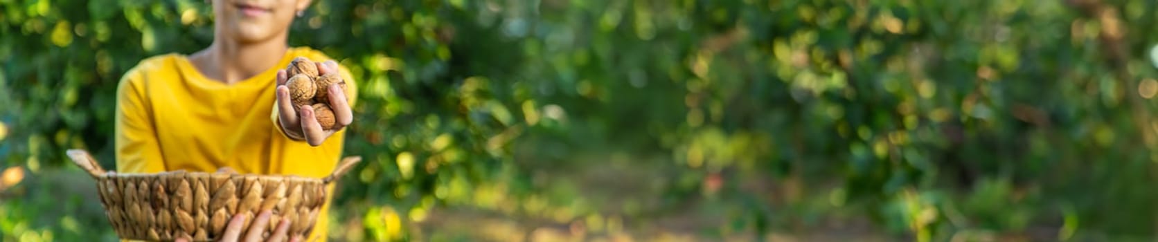 A child harvests nuts in the garden. Selective focus. Food.