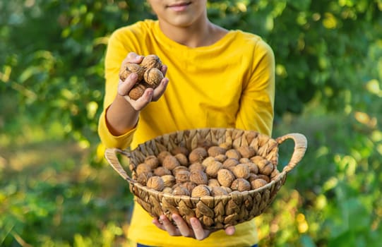 A child harvests nuts in the garden. Selective focus. Food.