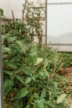 Tomatoes are hanging on a branch in the greenhouse. The concept of gardening and life in the country. A large greenhouse for growing homemade tomatoes