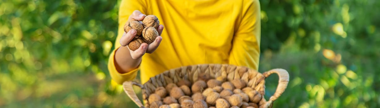 A child harvests nuts in the garden. Selective focus. Food.