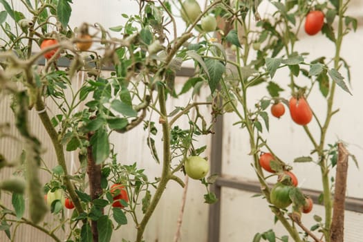 Tomatoes are hanging on a branch in the greenhouse. The concept of gardening and life in the country.