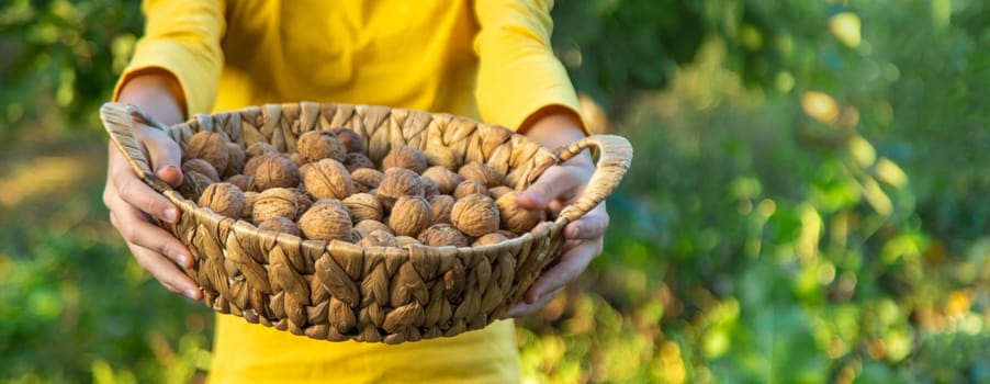 A child harvests nuts in the garden. Selective focus. Food.