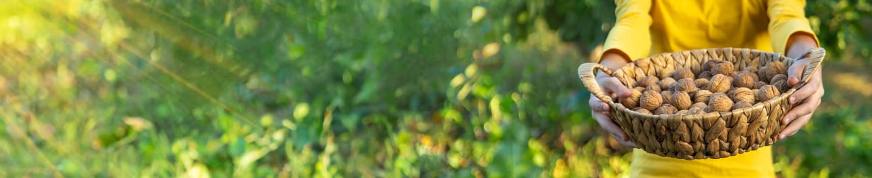 A child harvests nuts in the garden. Selective focus. Food.