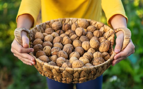 A child harvests nuts in the garden. Selective focus. Food.