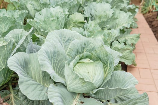 Cabbage grows in the garden. Harvesting cabbage. Life in the village