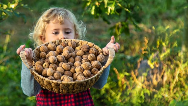 A child harvests nuts in the garden. Selective focus. Food.