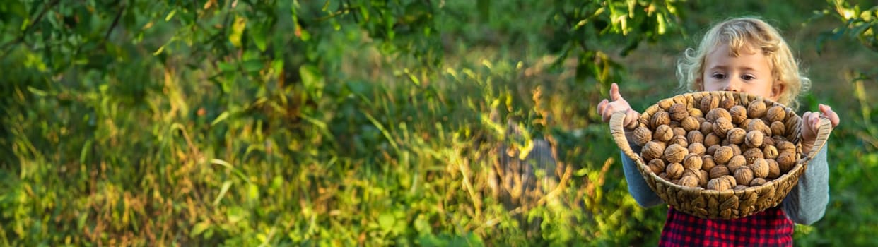 A child harvests nuts in the garden. Selective focus. Food.