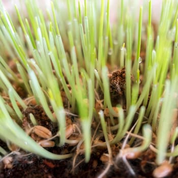 Cyperus zumula. Cat grass closeup. Healthy food for cats.