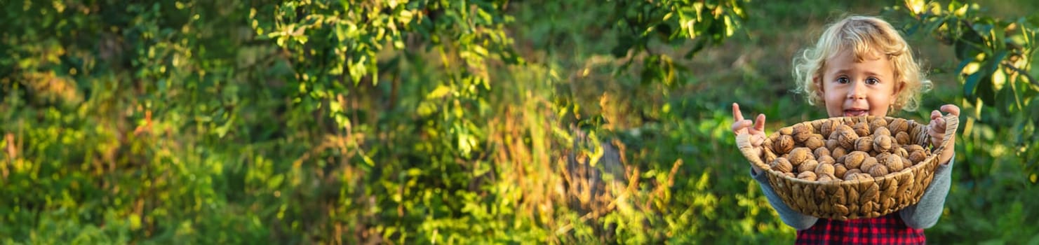 A child harvests nuts in the garden. Selective focus. Food.