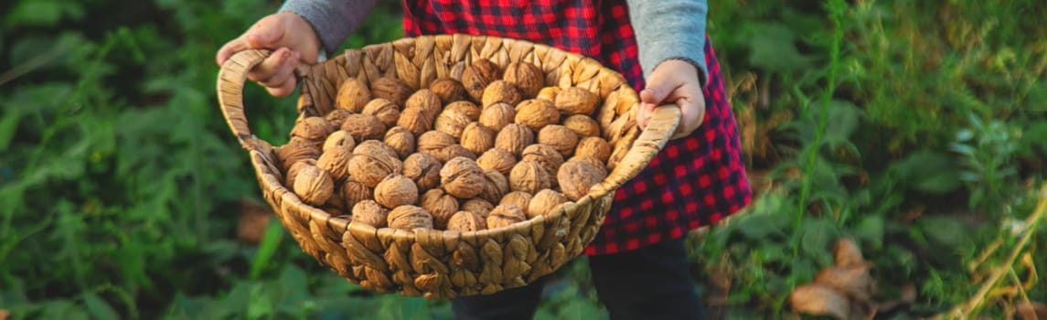 A child harvests nuts in the garden. Selective focus. Food.