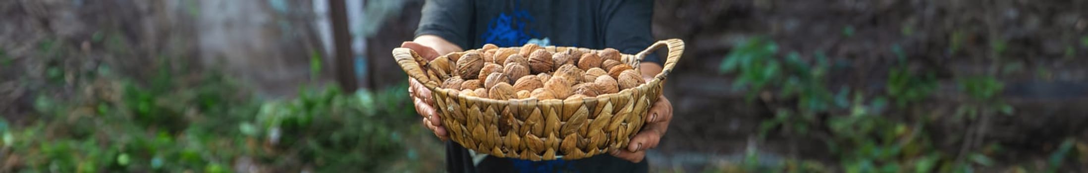 Grandmother collects walnuts in the garden. Selective focus. food.