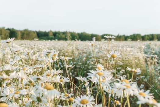 A spacious chamomile field in summer. A large field of flowering daisies. The concept of agriculture and the cultivation of useful medicinal herbs