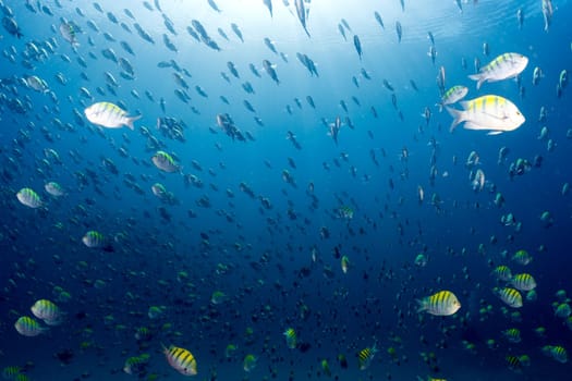 inside a Sergeant fish bait ball underwater on the deep blue ocean background