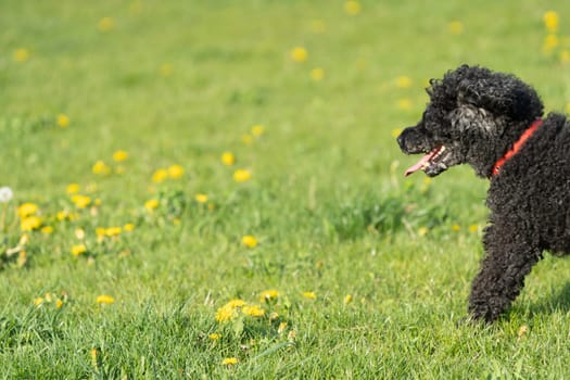 Black poodle dog. A green meadow, illuminated in the afternoon sun. Running dog. Shaggy hair.