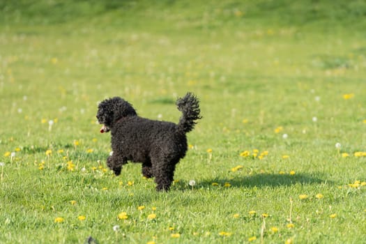 Black poodle dog. A green meadow, illuminated in the afternoon sun. Running dog. Shaggy hair.