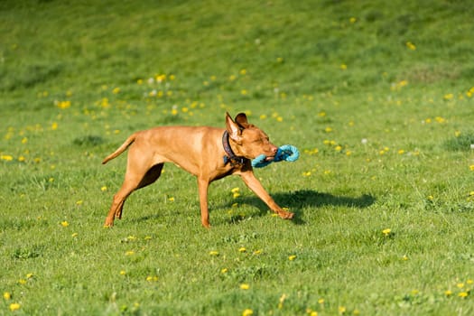 In the afternoon sun, a Hungarian female pointer learns to retrieve.