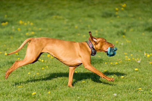 In the afternoon sun, a Hungarian female pointer learns to retrieve.