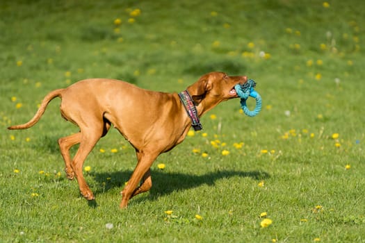 In the afternoon sun, a Hungarian female pointer learns to retrieve.