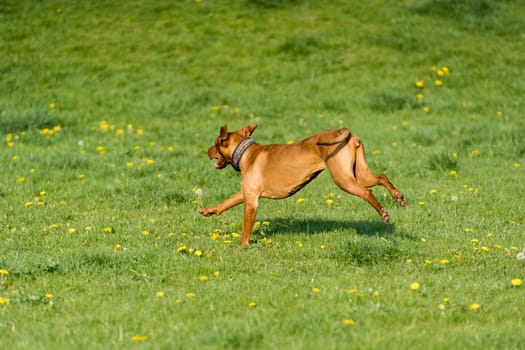 Big light brown bitch. Purebred breeding dog. Runs over the green link on a spring sunny afternoon.