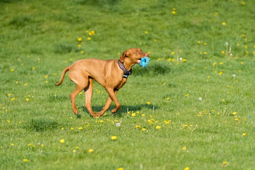 In the afternoon sun, a Hungarian female pointer learns to retrieve.