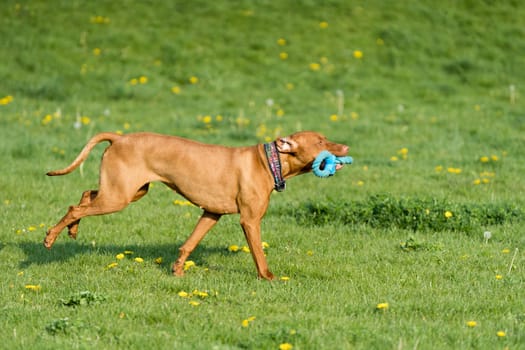 In the afternoon sun, a Hungarian female pointer learns to retrieve.
