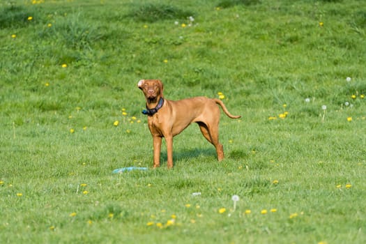 A large bitch with a light brown coat is standing far in the green meadow and is waiting for the next command to be issued.