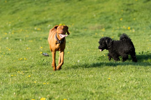 Two friendly dogs play on a green meadow during an afternoon walk.