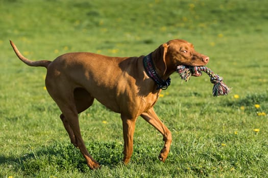In the afternoon sun, a Hungarian female pointer learns to retrieve.