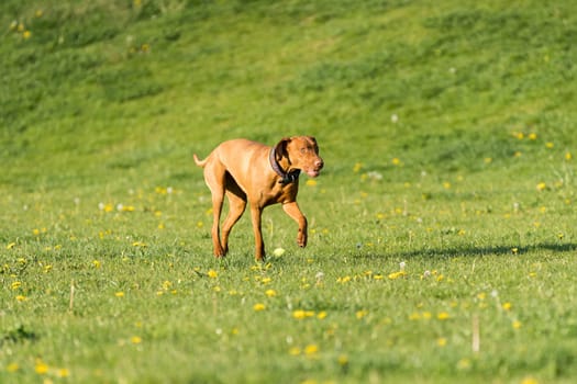 Big light brown bitch. Purebred breeding dog. Runs over the green link on a spring sunny afternoon.
