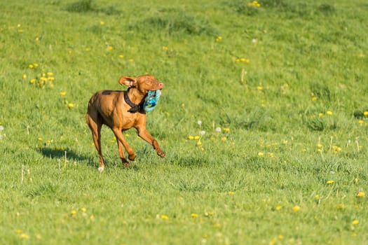 In the afternoon sun, a Hungarian female pointer learns to retrieve.