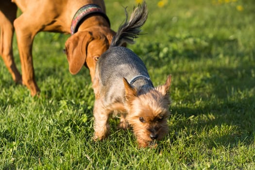 A small york and a large Hungarian pointer walk together on a sunny noon in a green meadow.